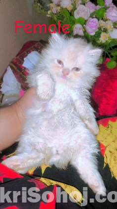 Exotic bloodline kitten